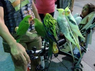 インコたち、何と7羽!! 自転車のハンドルの上で動かない