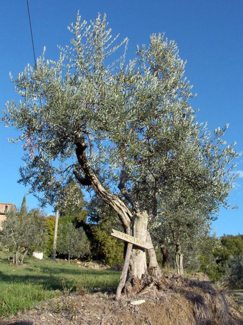 樹齢うん百年のオリーブの木