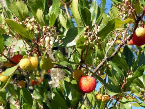 コルベッツォロの花と実