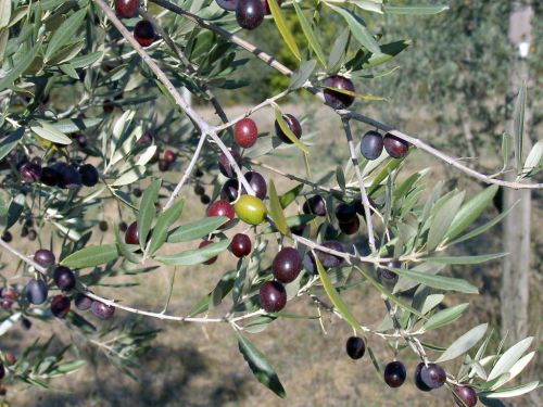 順番に熟してゆくオリーブの実