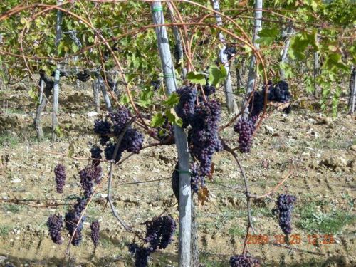 たわわに実るキャンティ種葡萄