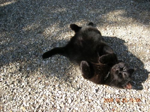 キャンティのポカポカ陽気は最高だニャ〜ン