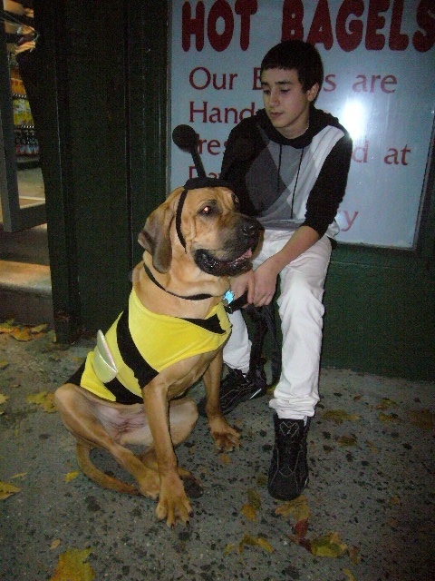 わんこもハチの仮装で参加。