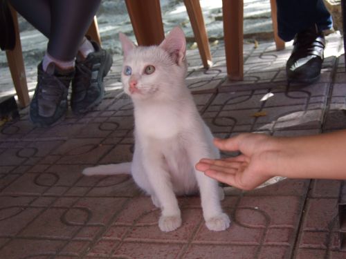 この目の色みてください!