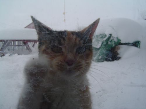 にゃ〜。僕をうちに入れて！