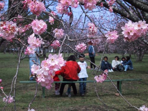 ブラジルの桜の花は７、８月に咲く（サンパウロ市近郊の「カルモ公園」で昨年写す）