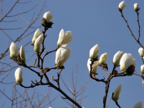 モクレンの花。北京の街のあちこちで花が咲き始めます。