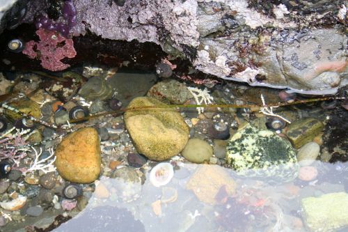 海岸のタイドプールという潮だまりは、子供たちに大人気
