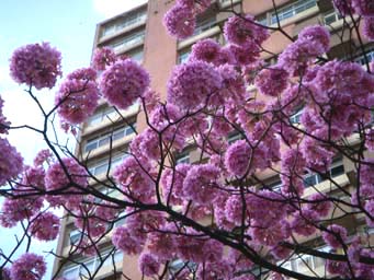 今、サンパウロで満開の花