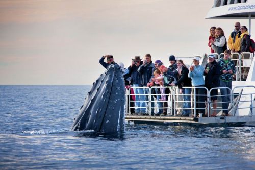 ホエール・ウォッチング・ツアーは豪でも人気(写真:Tourism Queensland)