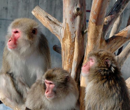 これは事件と関係ない猿です