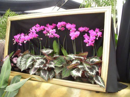 額の中に飾られた紫色の胡蝶蘭