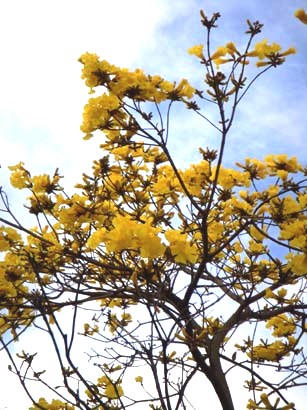 イペー・アマレーロ（黄色のイペー）