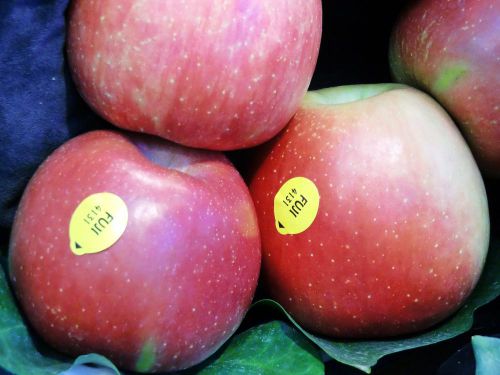 日本のフルーツとして有名なのは「ふじ」林檎