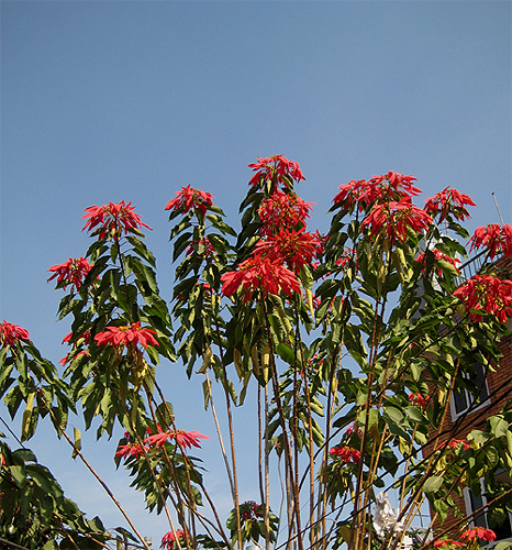 高木になるので、下から見上げるショットになります