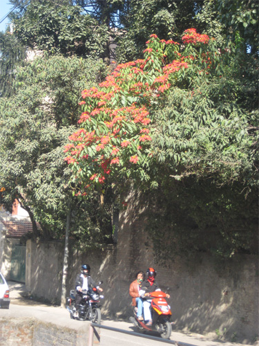 塀のむこうに生い茂っています