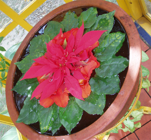 大き目の素焼きの鉢に水を張って浮かべます