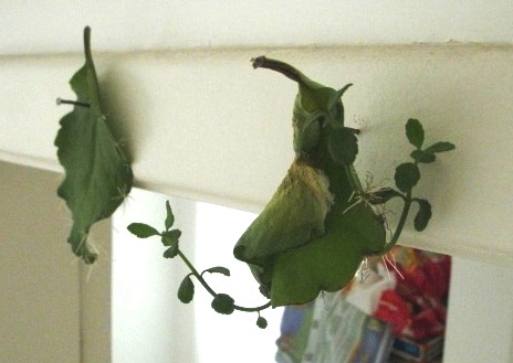 壁に打ち付けてから約２ヵ月後。葉から芽と根を出したフォルトゥーナ