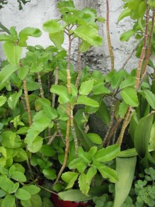 外で鉢植えされているフォルトゥーナ