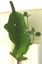 壁に打ち付けて約一ヶ月後