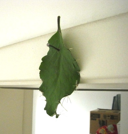 壁に打ち付けてから約１０日後。根が出始めている