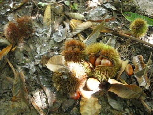 サンパウロ州ピエダージの栗農園で落下していた栗