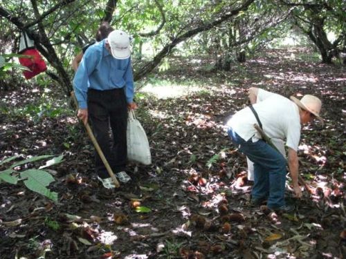 落ちている栗の実を竹の棒で叩いて栗を取る人々