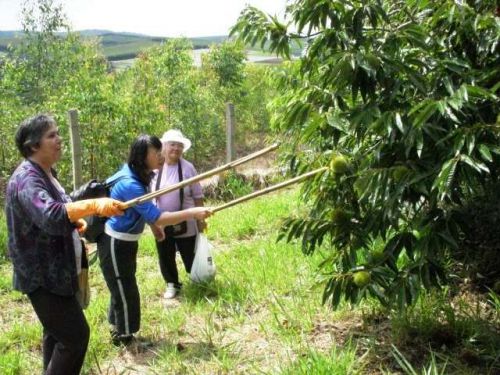 大自然に囲まれたピエダージの栗農園