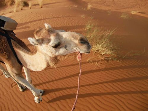 夕暮れ時出発し、オアシス一泊、朝日を見ながら戻るツアーが一般的