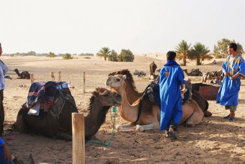 ラクダ世話係りは、個人でラクダを所有してはいなく、ボスに雇われています