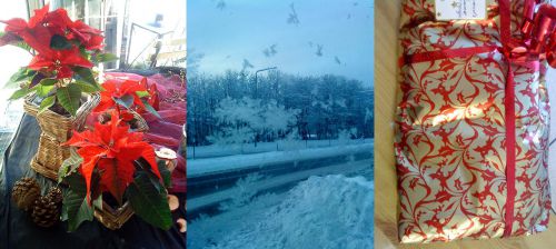 julstjärnaはどれでしょう？　jul（ユール）がクリスマス、stjärna（ファーナ）が星という意味です