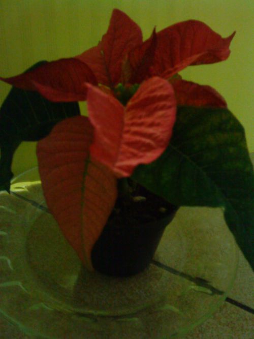 我が家にもポインセチアを飾ってあります