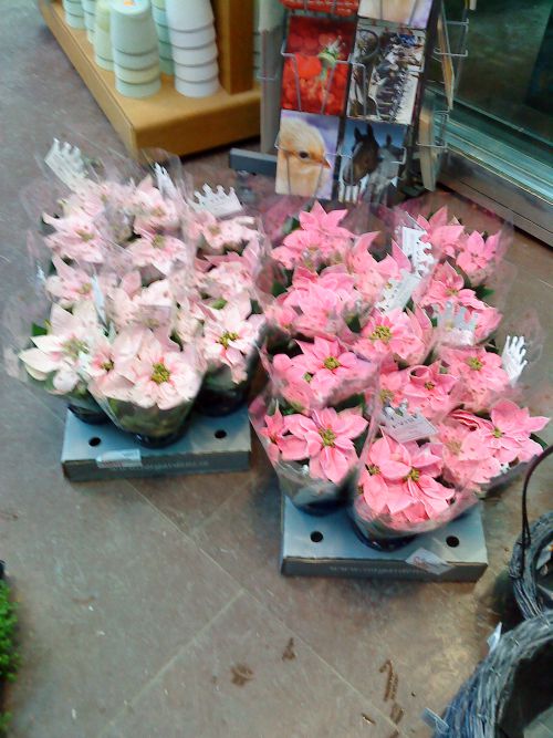 最近はオーソドックスな深紅のポインセチアだけでなくピンクや白のポインセチアもよく見かけます