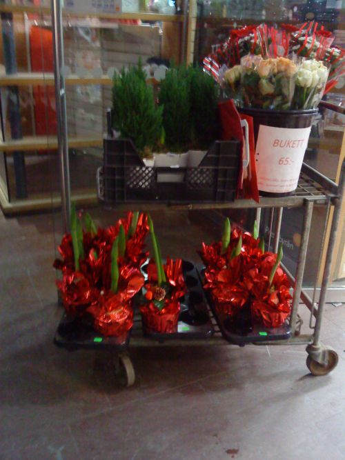 スウェーデンでクリスマスによく売られる植物は、ポインセチアのほかにも、ゴールドクレストというクリスマスツリーを小さくしたような可愛い木、そしてアマリリスが代表的です。一般的につぼみの状態で売られるアマリリスは、後に咲くことの楽しみもありますね