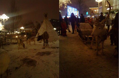園内でトナカイが飼われてています。寒いスカンジナビア北部に行かなくてもここでも見ることができます。トナカイそりも体験できます