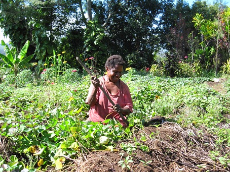 サツマイモの収穫