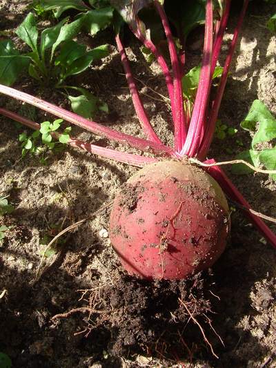 赤い野菜ビーツ。赤い汁は一度つくとシミがなかなかとれないので注意です