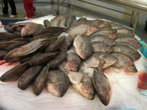 お名前は?淡水魚のようです。