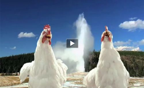 パニックをしているにわとりが出るCMがインターネットですごい話題になっています