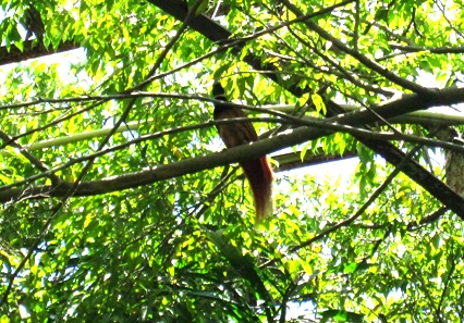 パプアニューギニアの国鳥、極楽鳥