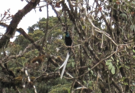 オジロオナガフウチョウという極楽鳥