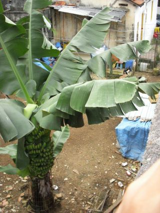 民家の裏庭で植えられて実りの時期を迎えたバナナの木