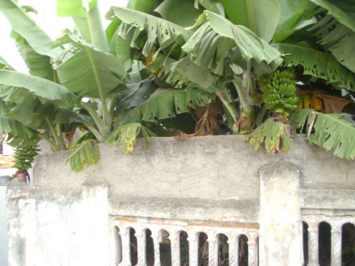 サンパウロの民家の庭に植えられ、柵から飛び出しているバナナの様子