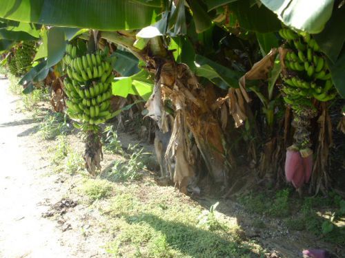 サンパウロ近郊の農園で植えられているバナナの様子