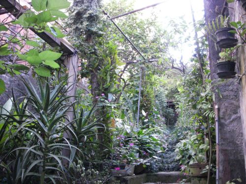 緑が生い茂るガーデニング好きのアナさんの裏庭