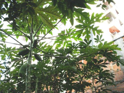 これから熟れるパパイヤの木