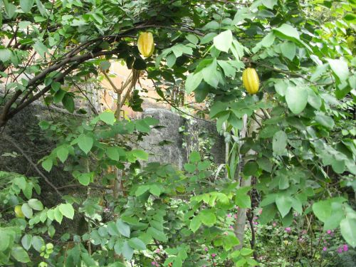 収穫期を過ぎて２個だけ木に残っていたスターフルーツ