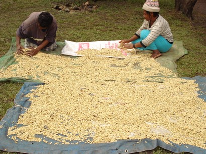 コーヒーの天日干し