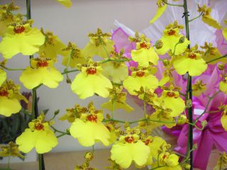 シューヴァ・デ・オウロなどと呼ばれる蘭の一種のオンシジウム