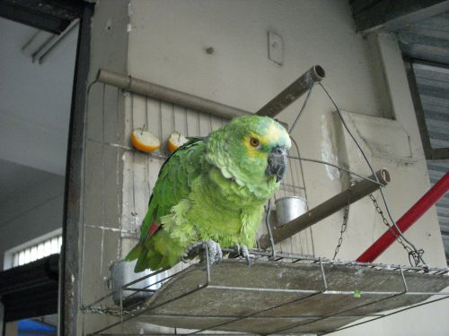 人が集まるバールで飼われているロウロ